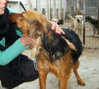 Ivo - Setter -Mix Mrs. Elenis Nr. 21 wurde dem Hungertod nahe aufgefunden
