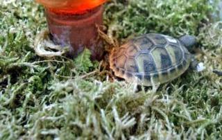Griechische Landschildkröte
