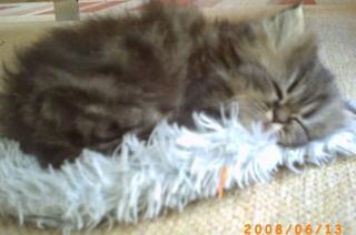 3 Perserkitten Maikätzchen 3 Perser-Kitten mit Näschen Suchen eine Liebe Famie