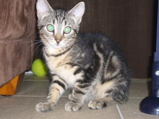 Suesse Katze ca. 11 Wochen zu vergeben.