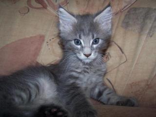 Superschmusige Maine Coon Babys