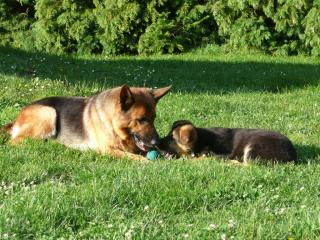 Schäferhundwelpen