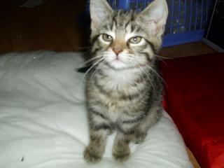 4 Süsse BKH-Maine Coon-Bengal-Mix Babys abzugeben