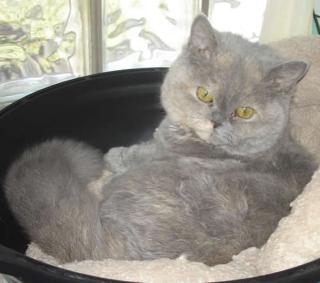 Blue-tortie Selkirk Rex