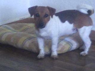 Jack Russel Terrier braun weiss, weiblich, 8 Monate alt entwurmt und geeimpft