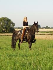 Tennessee Walking Horse Deckhengst