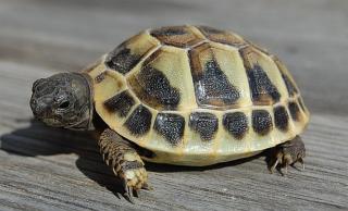 Griechische Landschildkröten Testudo hermanni boettgerie