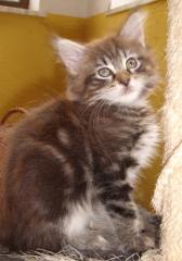 8 Maine Coon Kitten in tabby, 12 Wochen o. P.