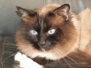 Birma Zuchtkater deckt gern Ihre Katze