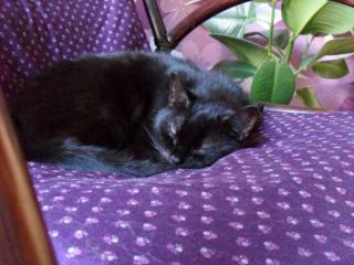 Älterer Kater Percy sucht dringend ruhiges Zuhause