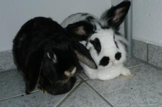 2 süsse Kaninchen abzugeben