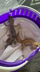 2 Leopardengeckos abzugeben