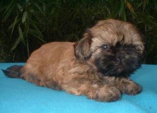 Süße Shih Tzu Welpen