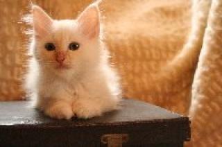 Kleiner Heiliger Birma Kater sucht neues Zuhause