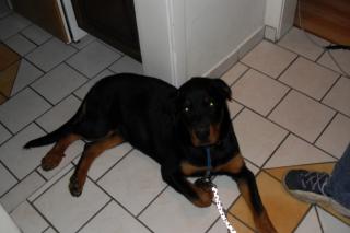 Rottweilerhündin 7Monate zu Verkaufen