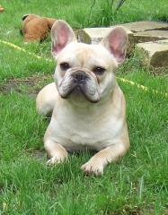 Deckrüde franz Bulldogge creme, 12, 5 kg