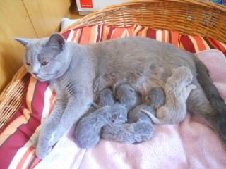 Süße BKH Kitten