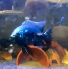 Aquariumbesatz Malawi Tanganjika Mittelamerika