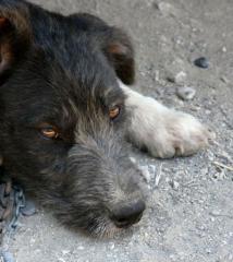 Pfötchenhilfe Rhodos sucht für Griffon-Mix Rayka ein neues Zuhause