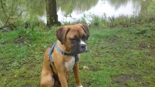 Boxerwelpe