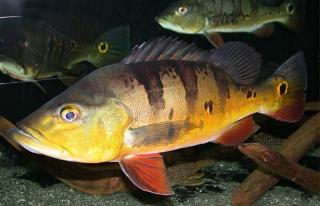 SUCHE GROSSE CICHLA AB 40cm