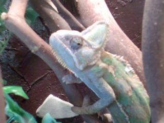Reptilien Hobby Auffangstation