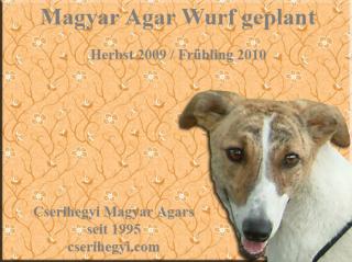 Magyar Agar Wurf geplant