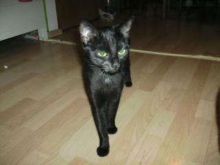 Suchen für unsere kleine Maya ein neues Zuhause