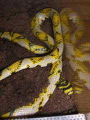 0, 1 Euprepiophis mandarinus Mandarinnatter