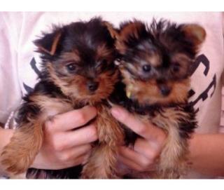 Yorkshire terrier mini