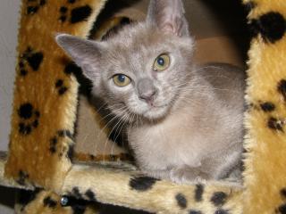 Burma Kitten aus Hobbyzucht zu verkaufen 1 blauer Kater