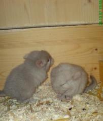 2 kleine Chin-Babys suchen ab Dez.