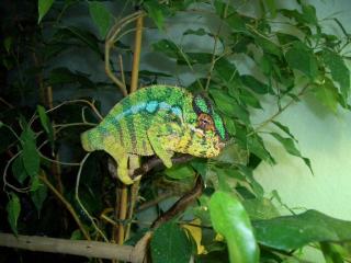 Furcifer pardalis Nosy Mitsio nachzuchten