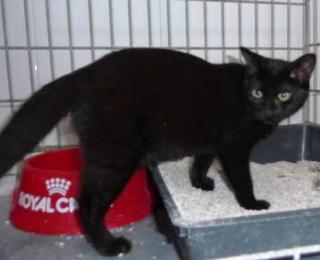 Liebes, schwarzes Katzenkind sucht verantwortungsvolles Zuhause