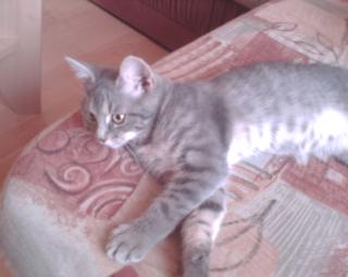Silberggrau getigerter kater vermist