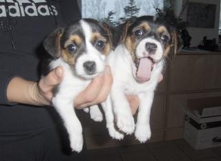 Jack Russel Welpen