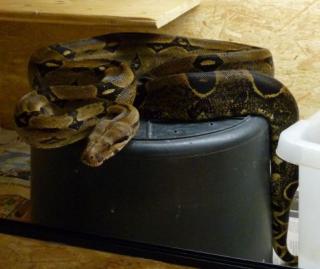 Boas, Pythons und Kornnattern