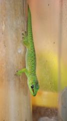 Nachzucht Phelsuma mad. Grandis gr. Taggecko