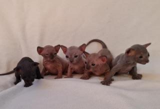 Kanadische Sphynx kitten mit Stammbaum