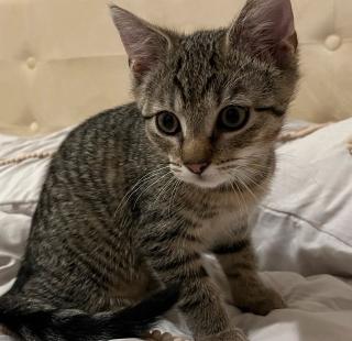 Amerikanische Kurzhaar/Tolga Katze