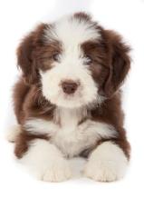 Bearded Collie Welpen