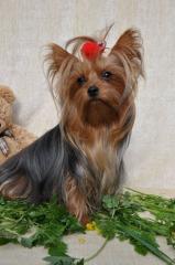Süßer, wundervoller Yorkshire Terrier