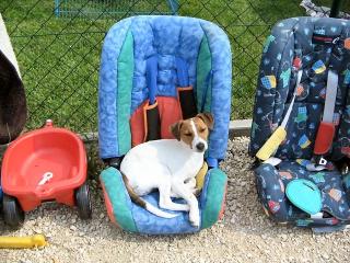 Jack Russel 5 Monate mit Papiere