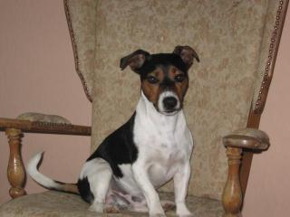 Jack Russel Deckrüde