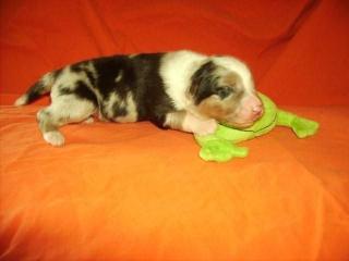 Unsere Aussie-Welpen sind da