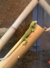 Phelsuma grandis Geckos