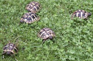 Griechische Landschildkröten Nachzuchten Bj. 2021
