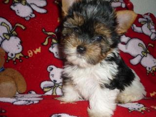 Biewer Yorkshire Terrier la Pom Pon