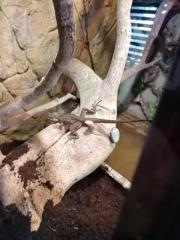 Helmbasilik Terrarium