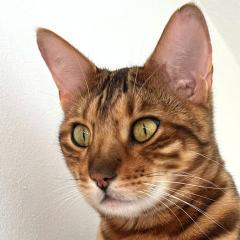 OTIS - männlich 4 Jahre Bengal Gechipt Kastriert